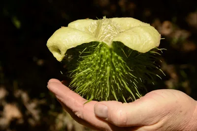 DSC_1635 (Large).JPG